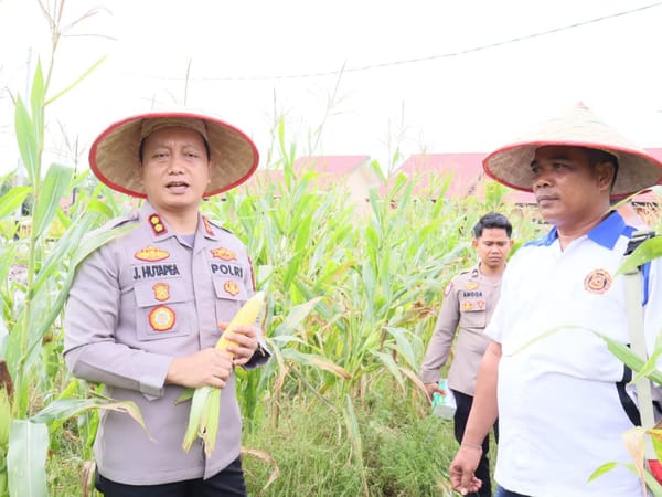 Kapolres Barsel Panen Jagung di Kebun Ketahanan Pangan Bersama Awak Media