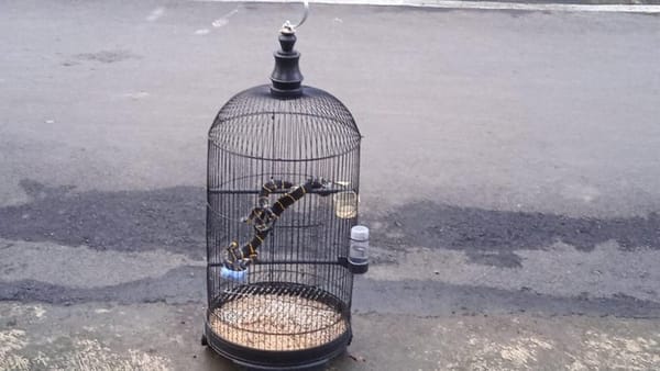 Warga Banyumas Heboh, Burung di Kandang Tiba-Tiba Jadi Ular
