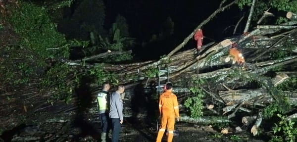 Pohon Tumbang Tutup Akses Jalan Kabupaten Semarang–Grobogan
