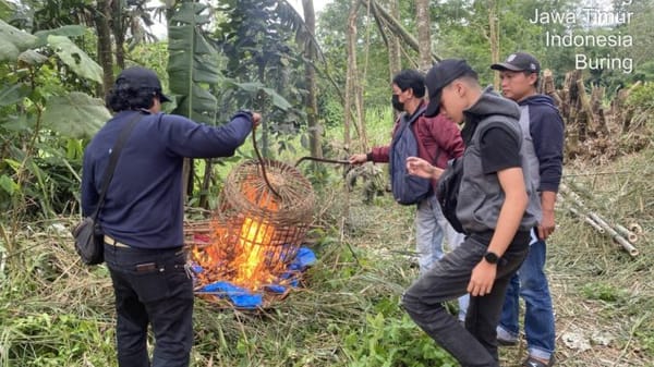 Aksi Tegas Polresta Malang Kota, Arena Judi Sabung Ayam Ludes Dibakar!