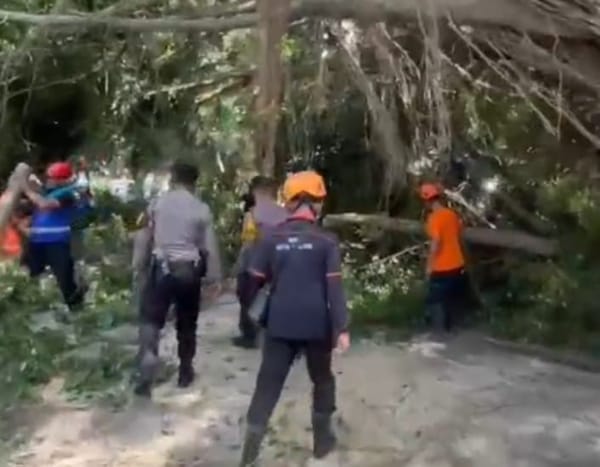 Tutup Jalan hingga Bikin Macet, Pohon Tumbang Disikat Polisi dalam Hitungan Menit