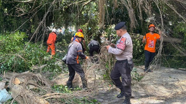 Pohon Beringin Diameter 2 Meter Tumbang Polresta Malang Kota Lakukan Penanganan Cepat