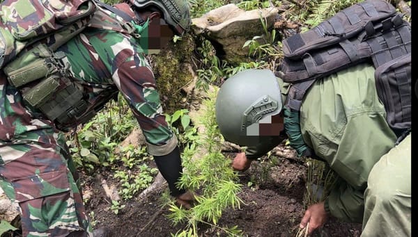 Patroli Taktis Gabungan Satgas Cartenz, Polres Pegunungan Bintang dan TNI Ungkap Ladang Ganja