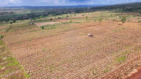Presiden Prabowo Subianto Pimpin Langsung Panen Jagung di Tuban untuk Dukung Ketahanan Pangan Nasional