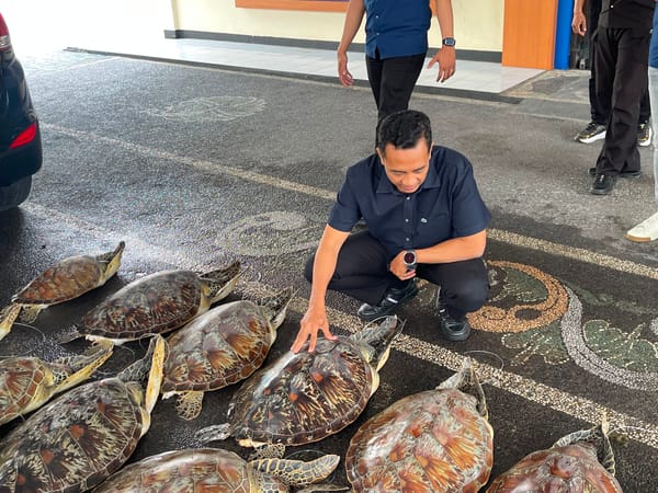 Ditpolairud Polda Bali Gagalkan Penyelundupan 21 Ekor Penyu Hijau Di Buleleng