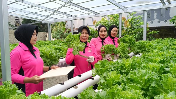 Dukung Ketahanan Pangan Nasional, Polsek Pontianak Timur Bangun Green House Selada