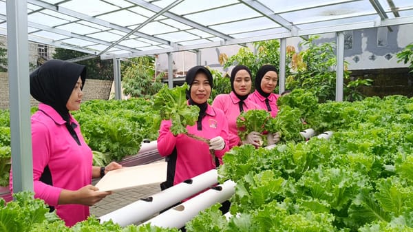 Dukung Ketahanan Pangan Nasional, Polsek Pontianak Timur Bangun Green House Selada
