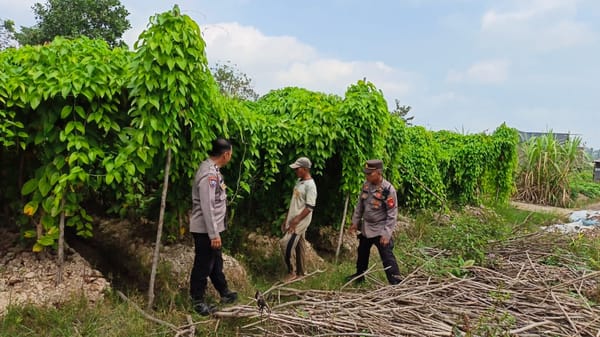 Polsek Pontianak Barat Bersama Petani Tanam Ubi Ungu Dukung Swasembada Pangan