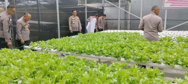 Polsek Pontianak Timur Dukung Swasembada Pangan melalui Greenhouse Tanaman Selada