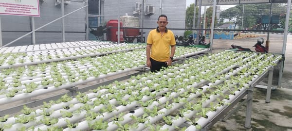 Polsek Pontianak Timur Dukung Swasembada Pangan melalui Greenhouse Tanaman Selada