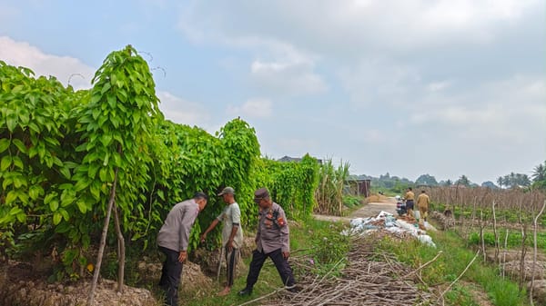 Uwi Ungu Program Ketahanan Pangan Polresta Pontianak Siap Dipanen