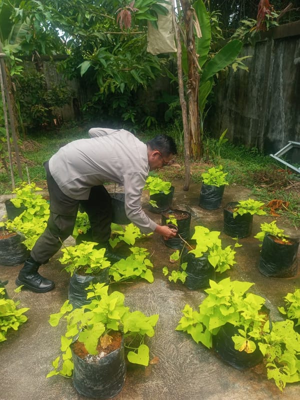 Dukung Ketahanan Pangan, Polsek Pontianak Kota Manfaatkan Lahan Mako untuk Budi Daya Sayuran