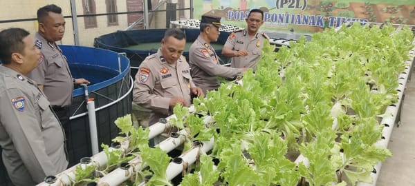 Manfaatkan Lahan Mako, Polsek Pontianak Timur  Tanam Selada