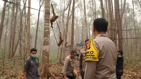 Lindungi Orang Utan, Polri Intensifkan Patroli Hutan, Penyelamatan Satwa, dan Pengamanan